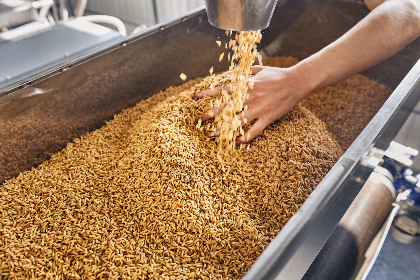 Seed processing