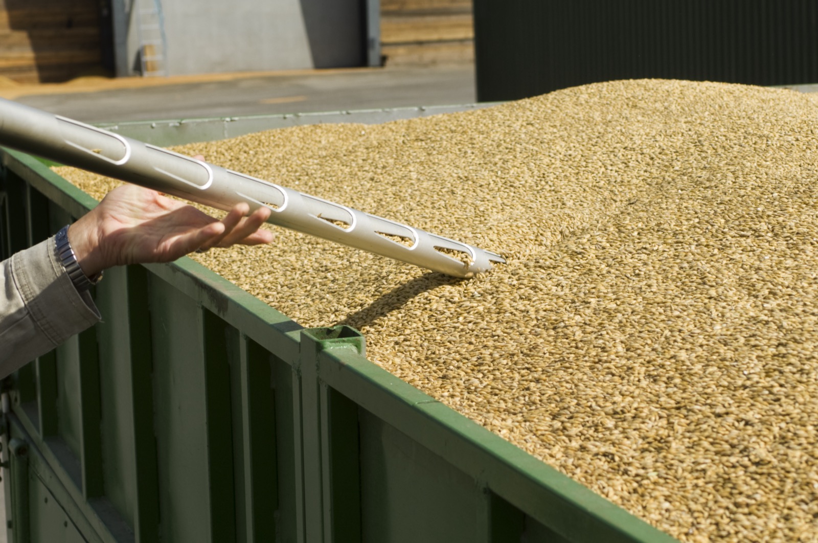 Hand checking grain while loading a container