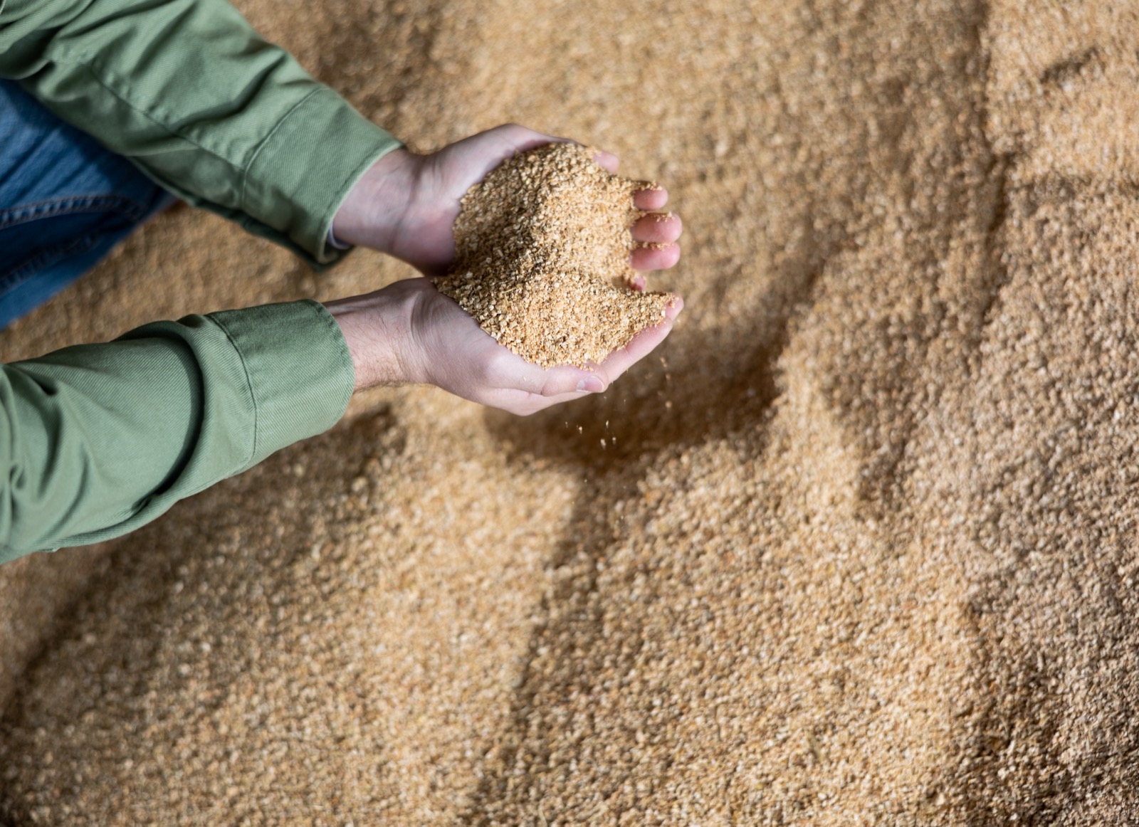 Hands holding harvested grain