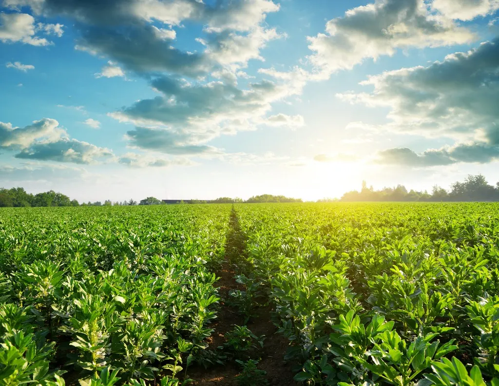 Faba bean field under a blue sky