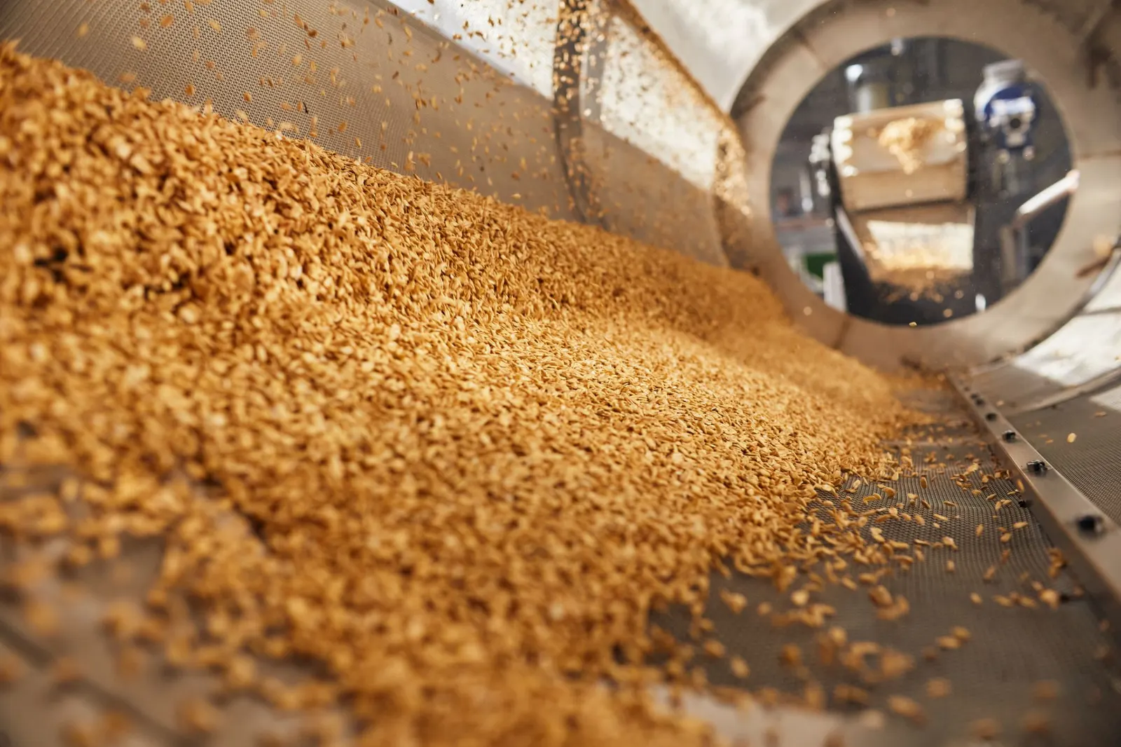 Grain running through the screening drum of a processing plant